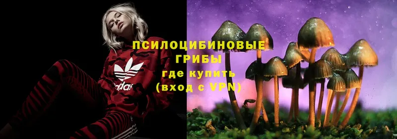 Псилоцибиновые грибы Psilocybine cubensis  кракен как зайти  Кинель 